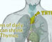 Stress-Of-Daily-Life-Can-Shrink-The-Thymus