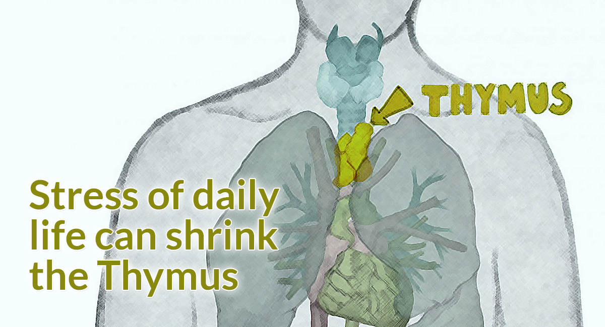 Stress Of Daily Life Can Shrink The Thymus